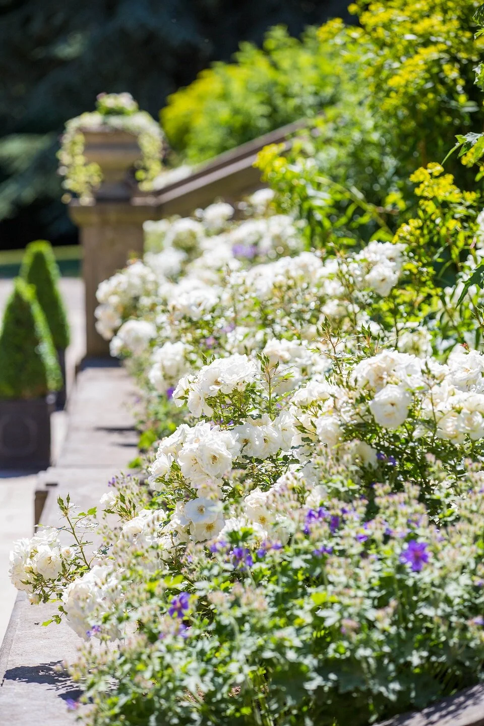 Celebrating the rose, Queen of flowers — Goldsborough Hall